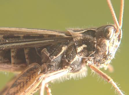 female 13-19mm), underside of thorax not very hairy.