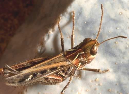 Male with strongly clubbed antennae (couplet 2), but female antennae only