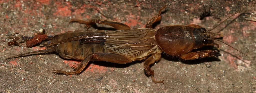 Mole-crickets - Orthoptera: Gryllotalpidae One large and distinctive species, Gryllotalpa gryllotalpa, living mainly underground and