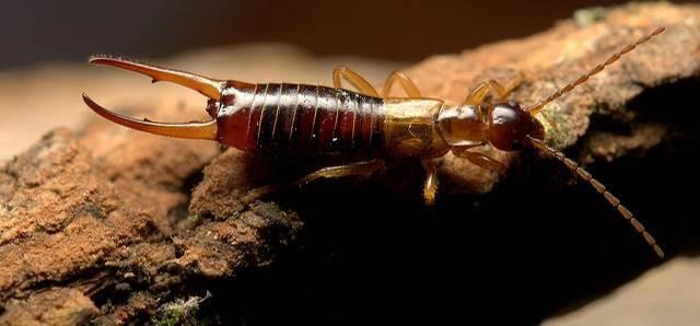Immature Lesne s Earwig, Forficula lesnei, showing pale stripe down middle of abdomen Short-winged or Hop-garden Earwig, Apterygida albipennis, also lacks hind-wings, is rather slender, 6-10mm long,