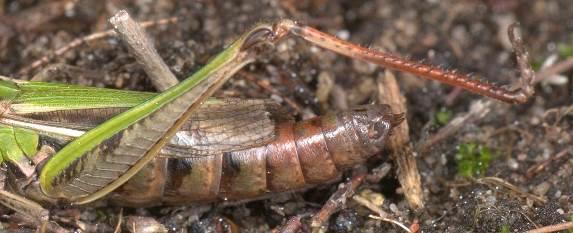 Cockroaches Earwigs Mole-cricket Grasshoppers