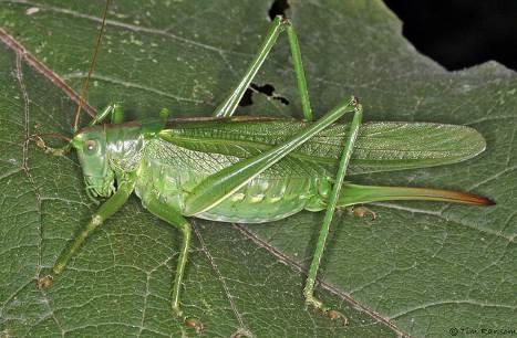 Crickets and Bush-crickets Although features in the key may seem rather subtle, most species are distinctive and readily recognised with the naked eye even when immature.