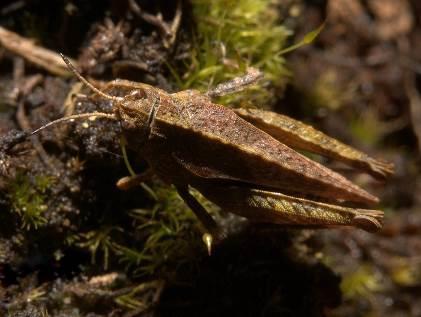 Ground-hoppers - Orthoptera: Tetrigidae: Tetrix Three species, all small (8-14mm), mostly brown, sometimes
