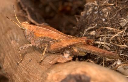 Hind wings always shorter than pronotum. Often in dry mossy and heathy places.
