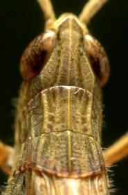Mottled Grasshopper Myrmeleotettix maculatus 3 Pronotal keels almost straight for whole length, or
