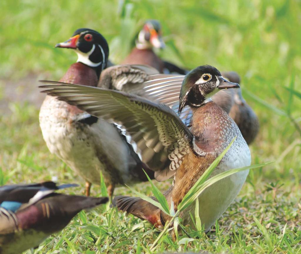 Supplemental Photo 1. The bird with its wings raised clearly is different from the three other adult male Wood Ducks in this photo. Yet it differs in many ways from a typical adult female.