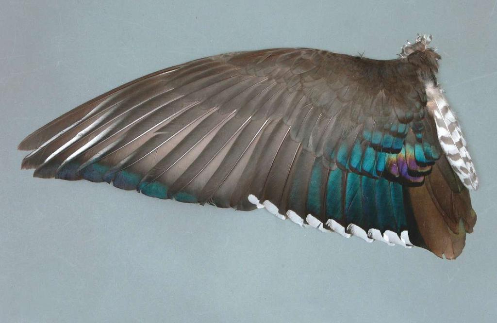 it s clearly not a typical adult male, but it does not fit a typical adult female, either. As Tara notes, it seems right in the middle. Can we say anything about its sex from the wing feathers?