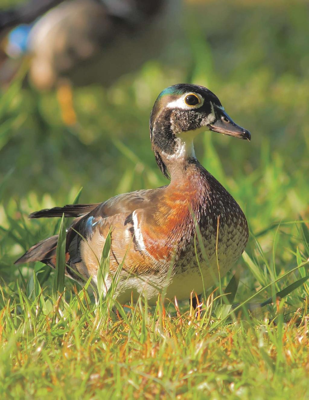 Although many birders know that male ducks acquire a female-like eclipse plumage in the summer, fewer are aware that female ducks can acquire a male-like plumage as they grow older.