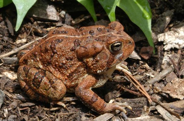 Bufonidae EM Fowler s toad