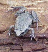 Microhylidae Eastern narrow-mouthed toad (Gastrophryne