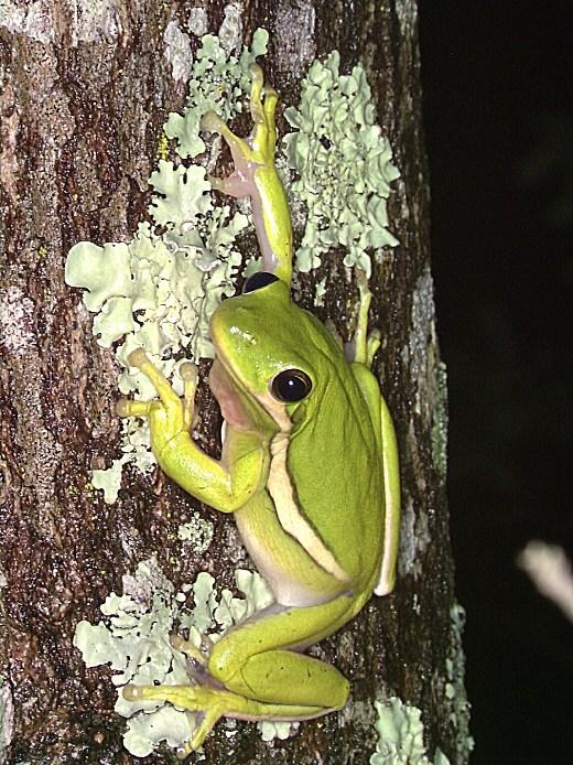 MAV Western TN Green treefrog (Hyla cinerea)