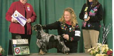 Show Wins!! This is Elijah winning Veteran Dog at the ABGA Roving Speciality in October.