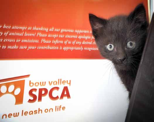 For more information contact: info@bowvalleyspca.org, or 403 609-2022 Location: 123 Bow Meadows Crescent in Canmore, Alberta or on the web at www.bowvalleyspca.org Registered Charity # 867338527RR0001 Please give to the Bow Valley SPCA in 2010 and Beyond.