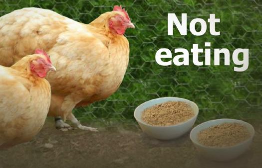 Diseases such as Newcastle Disease and Gumboro have no cure. All of your chicken may die very quickly.