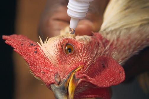 Do not give the chicken water for 1-2 hours before vaccinating.