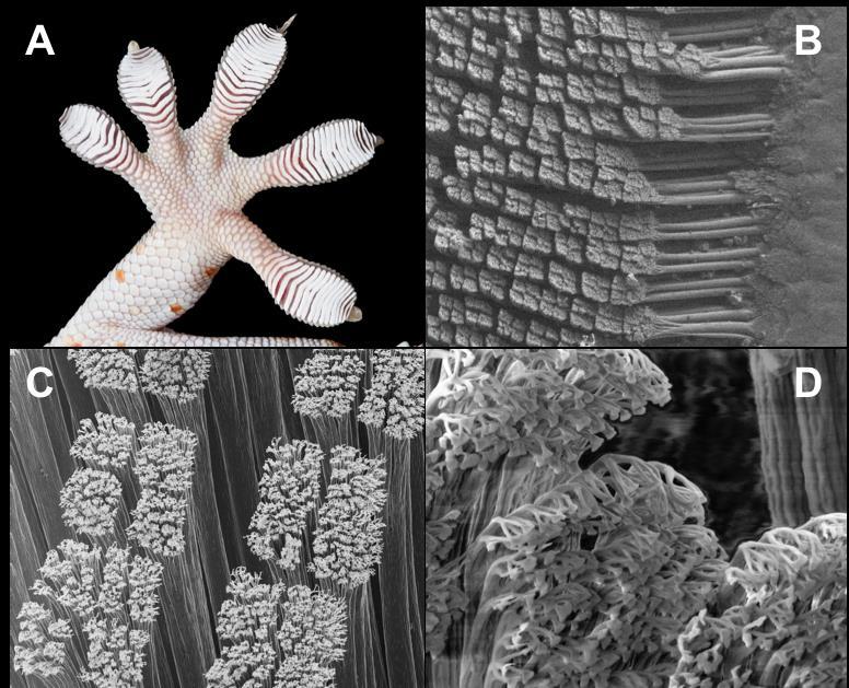 toepad. (Photo by Yoel Stuart) Figure 4. Gecko toepads and lamellae. (A) Like anoles, geckos have lamellae.