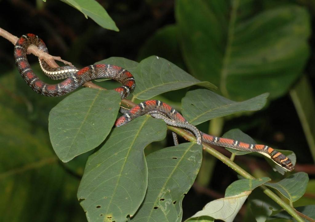 NATURE IN SINGAPORE 2009 2: 311 316 Date of Publication: 5 August 2009 National University of Singapore ATTEMPTED PREDATION ON A LARGE GECKO BY A TWIN-BARRED TREE SNAKE, CHRYSOPELEA PELIAS (REPTILIA: