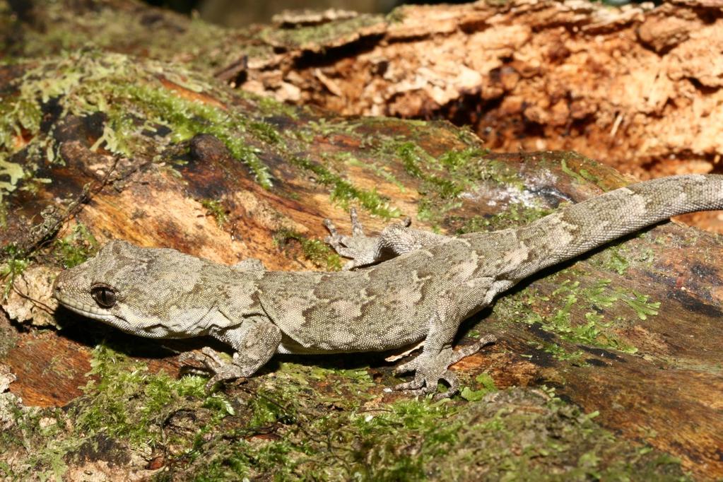 Ngahere gecko (Mokopirirakau sp.
