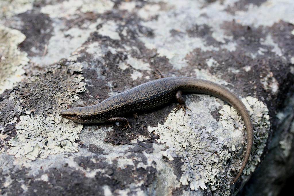 Spotted skink