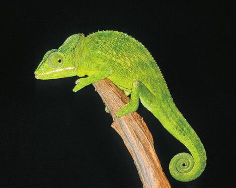 their diet to include nectar, pollen, and fruit. Indeed, in several island ecosystems, lizards also occupy an important role as pollinators and seed dispersers.