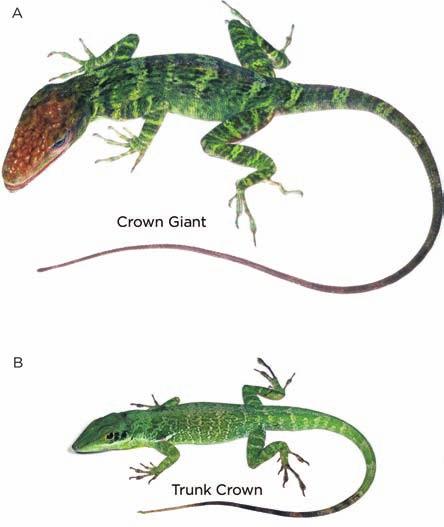 in general, mismating among species of these lizards is prevented by the throat fans ( dewlaps ) of males, which show specific colors and patterns used in species recognition.