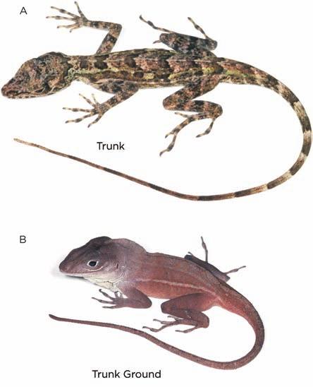 Up to 11 species of anoles can coexist at a single site, and such sympatric species almost always differ in terms of habitat use and morphology or physiology.