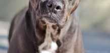I was found running loose in Duplin County, was picked up as a stray and then ran out of time at the shelter. I am neutered, heartworm negative and have all my vaccinations.