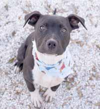 I would love to see your face at my door today. Come on over, please! Howdy! My name is Kramer (A077604) and boy, oh boy, do I have some good news for you! I am available for adoption!