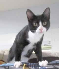Please call 910-253-1375 to adopt us! Cat Tails You would think with a name like Garnett that I would be an orange kitty, but nope, you d be wrong. I am a lovely tuxedo female.