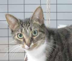 I m a younger Elvis, before the fat days, a cute self-reliant Tabby, once again before my over indulgent stage. I love attention, but like Elvis, only when I want it.