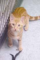 If you can provide me with love and lots of kitty toys, let s make this adoption happen. My name is Golden (A319864) and I m a 1-year-old orange Tabby. I m a playful, spunky and handsome guy.