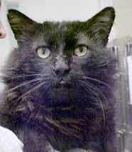 I m a big, gorgeous boy with long, luxurious black fur. A gorgeous fellow like me should be lighting up someone s home. Instead, I m hidden in a cage!