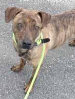 Could you please make me part of your family? Please contact Leslie with RescueConnect at 910-352-5150 for more information. I'm Oliver and I m a Shepherd mix who was rescued just in the nick of time.