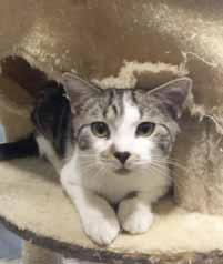 I am sponsored by Cindy Meyers in loving memory of Harley and Murphy. My name is Stache and I m a 7-month-old boy.