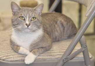 We're both very loving kitties who would appreciate our forever home where we can relax, play, and receive lots and