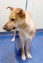 Yes, my name is Paprika and I am a beautiful, 1-year-old female Shepherd mix.