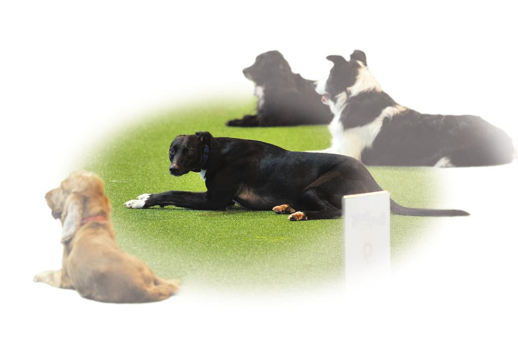 The Kennel Club is the leading authority in training dogs and dog ownership in the UK with its principle objective being the general improvement of dogs.
