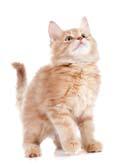 4% Feline immunodeficiency virus affects all cats worldwide and mainly spreads through saliva of infected cat.