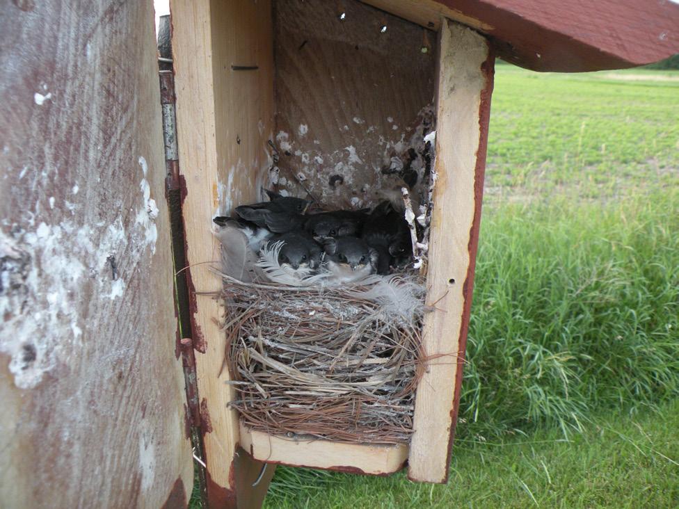 These 'Tuckette Farm' nestling Tree Swallows were about 14 days old in the photo.