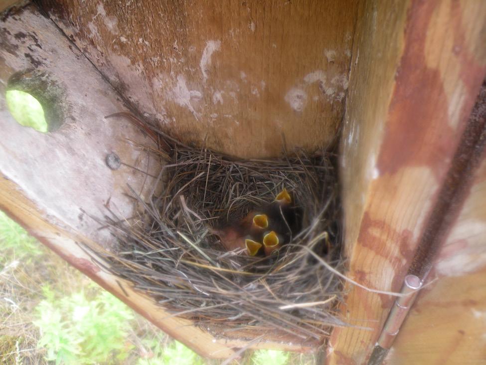 These Bluebird hatchlings were photographed on July 27, at the Grosso trail. This is actually a third brood.