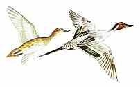 PINTAIL Anas acuta Size: 51 66 cm (20 26in) Large slim dabbling duck with long neck and long narrow tail.