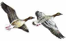 PINK-FOOTED GOOSE Anser brachyrhynchus Size: 60 76 cm (24 30 in) Medium-sized, pinkish-grey goose characterised by dark head and neck, contrasting with pale brownish body.