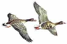 WHITE-FRONTED GOOSE Anser albifrons Size: 66 76 cm (26 30 in) Two races of the White-fronted Goose regularly occur in the British Isles: the European White-front (Anser a.