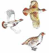 GREY PARTRIDGE Perdix perdix Size: 30cm (12 in) Small, rotund gamebird with short wings and short, rufous tail.