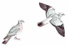 WOODPIGEON Columba palumbus Size: 41cm (16 in) Characterised by broad white band across wing seen readily in flight, and white patches on side of neck. Sexes similar.
