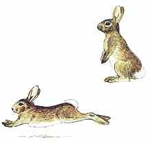 RABBIT Oryctolagus cuniculus Size: 34 45 cm (13 18 in) Characteristic long ears and long hind legs; short, woolly tail which is white on underside contrasting with black or browngrey above.