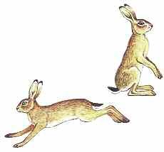 BROWN HARE Lepus capensis Size: 50 68 cm (20 27 in) Medium-sized, characterised by very long ears and very long hind legs.