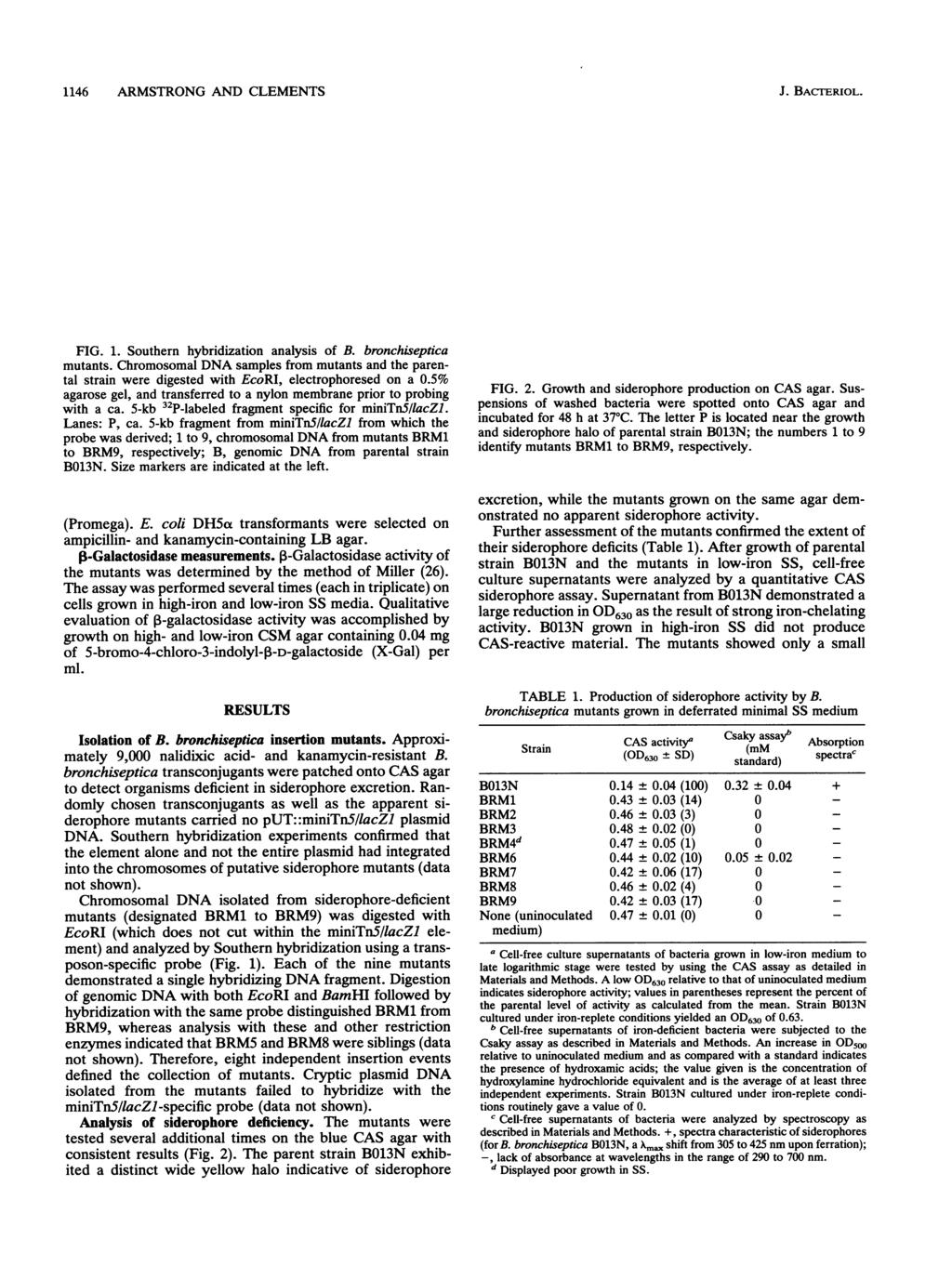 1146 ARMSTRONG AND CLEMENTS J. BACTERIOL. P 1 2 3 4 5 6 7 8 9 B 23.7 kb, 9.5 w 6.7 1 4.3. FIG. 1. Southern hybridization analysis of B. bronchiseptica mutants.