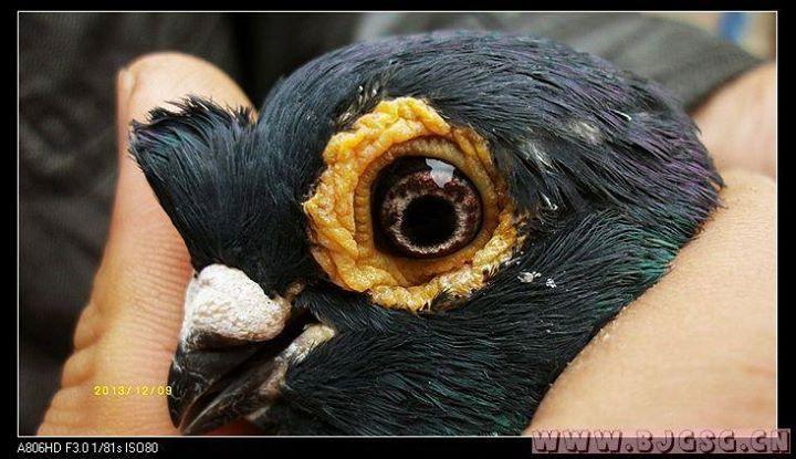 The very unusual eye Colouration of the Nasal Tufted Pigeon, From Facebook Groups several years ago, Breeder and eye