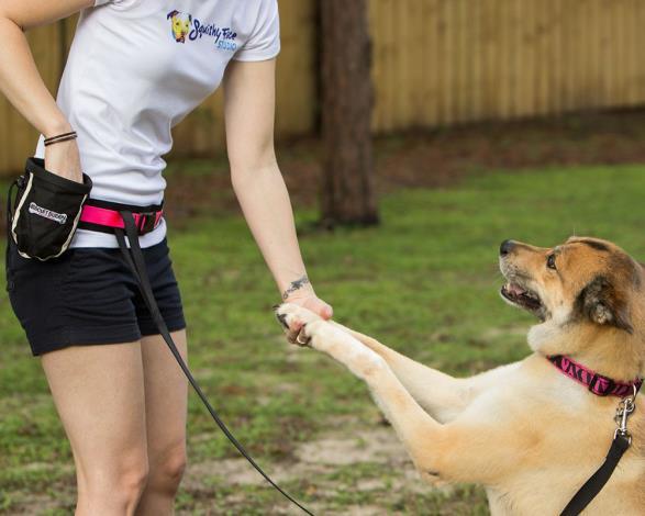 Goals of This Module By the completion of this module you will have gained a superior understanding in the intrinsic aspects that all combine to become a professional dog trainer.